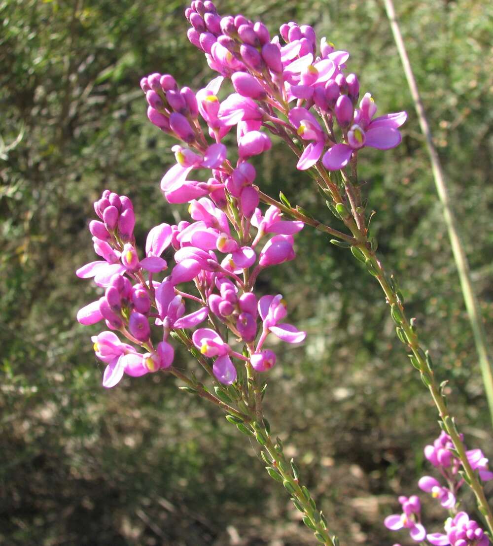 Image of heath milkwort