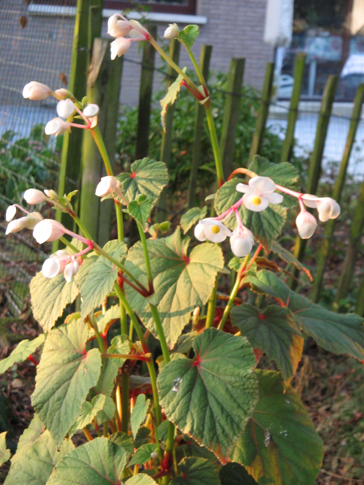 Image de Begonia grandis Dryand.