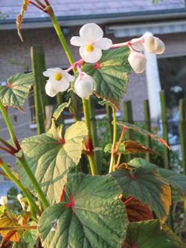 Image of hardy begonia