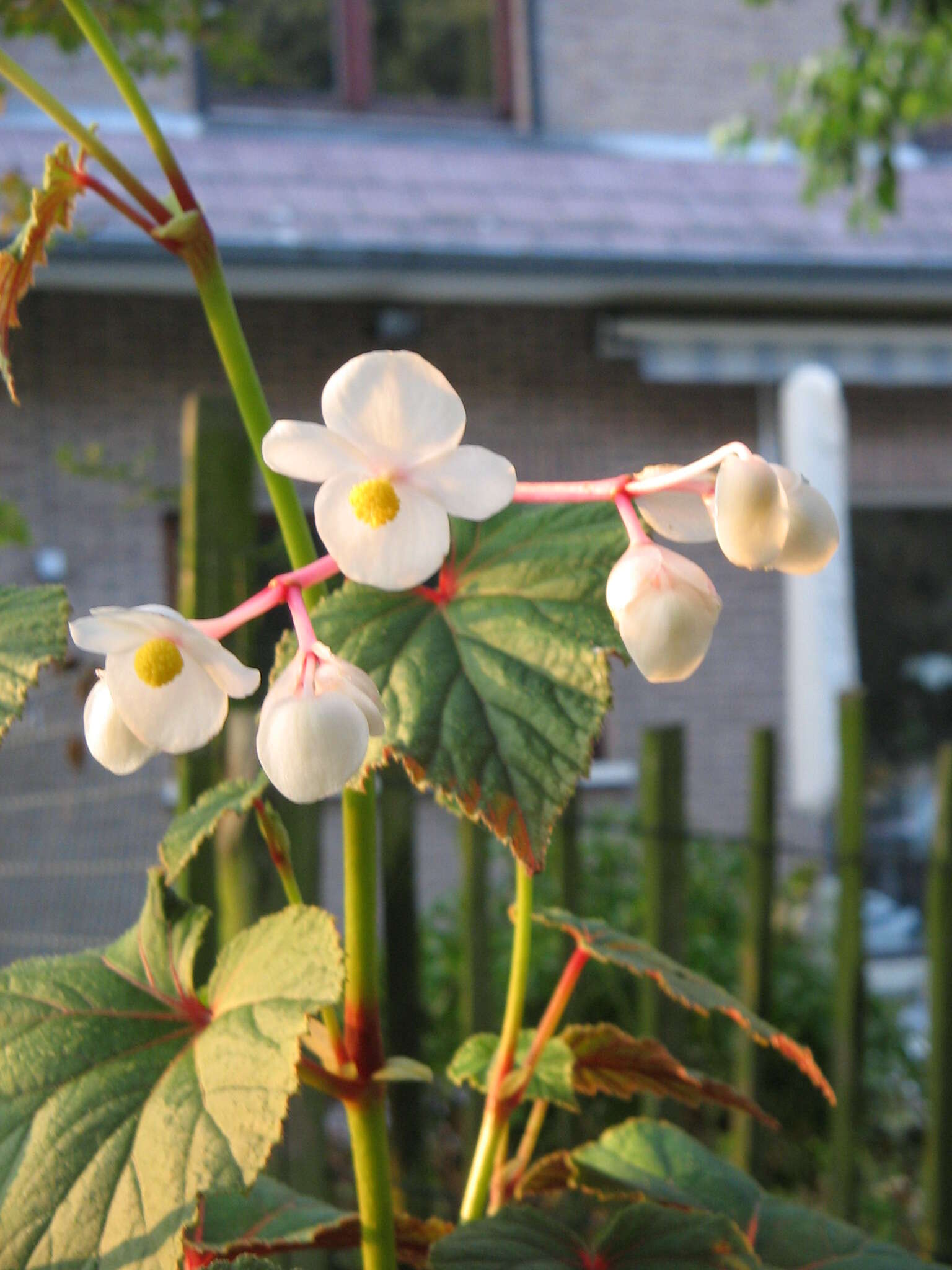 Image de Begonia grandis Dryand.