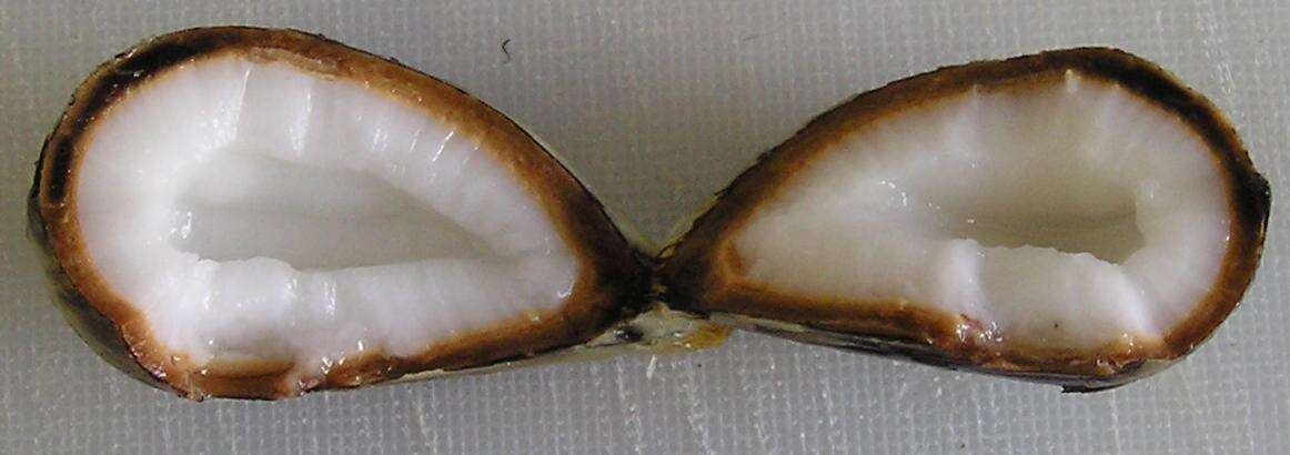 Image of Astrocaryum aculeatissimum (Schott) Burret