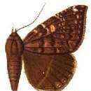 Image of Ophisma fulvipuncta Schaus 1911
