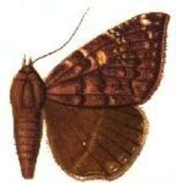 Image of Ophisma fulvipuncta Schaus 1911