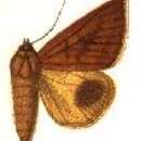 Image of Ophisma teterrima Hampson 1913