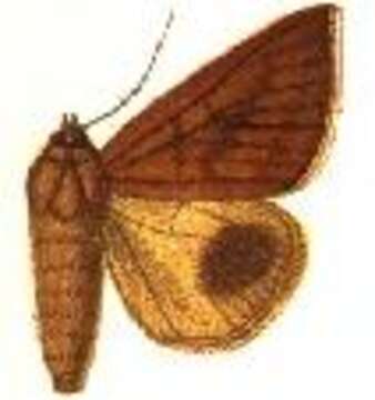 Image of Ophisma teterrima Hampson 1913