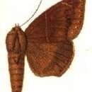 Image of Ophisma variata Schaus 1901