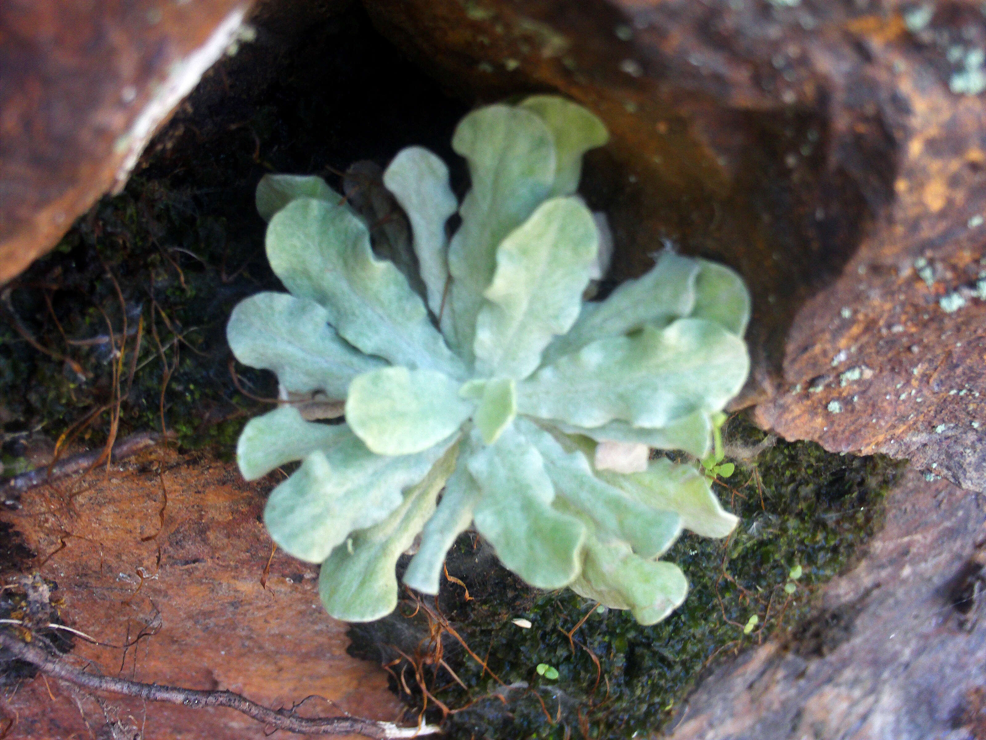 Image of Jersey cudweed