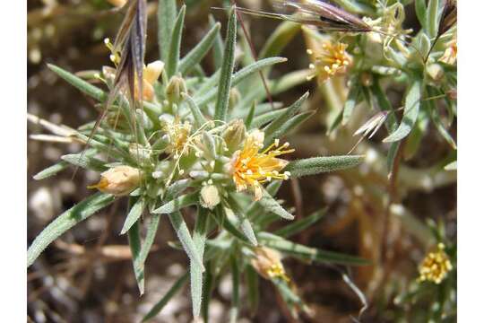 Image of Torrey's blazingstar