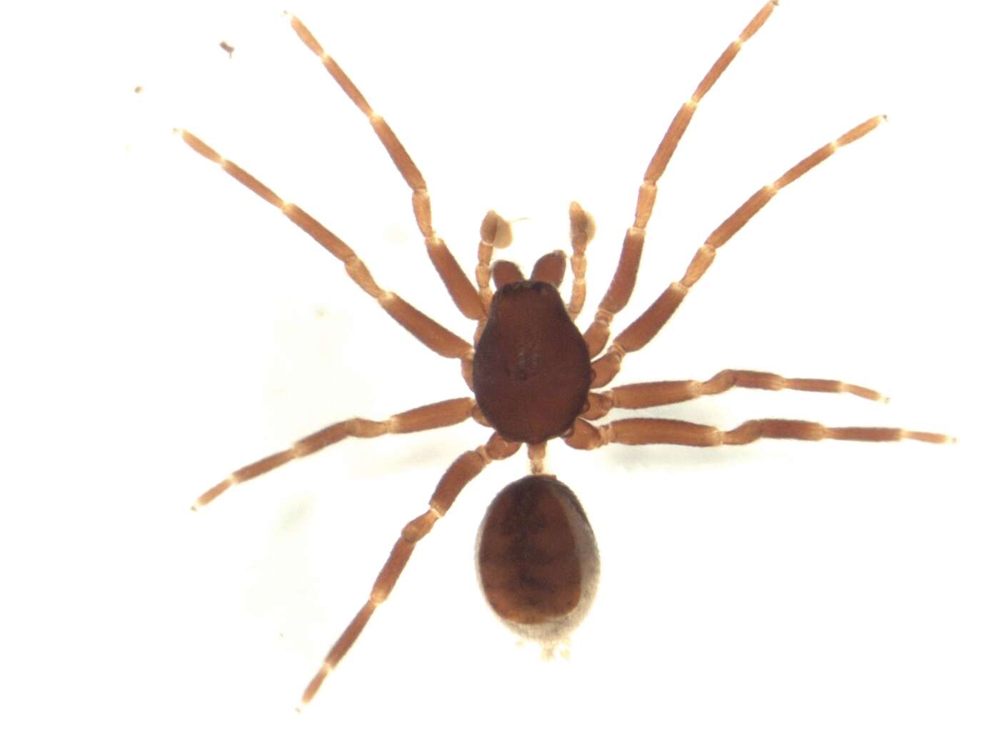 Image of orsolobid spiders