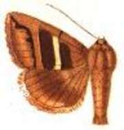 Plancia ëd Grammodes congenita Walker 1857