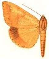 Image of Parachalciope agonia Hampson 1913