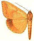Image of Parachalciope agonia Hampson 1913