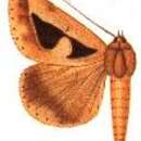 Image of Parachalciope binaria Holland 1894