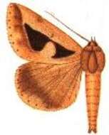 Image of Parachalciope binaria Holland 1894