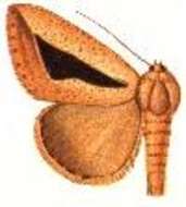 Image of Parachalciope longiplaga Hampson 1913