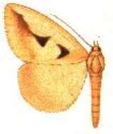 Image of Parachalciope monoplaneta Hampson 1913