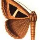 Image of Parachalciope trigonometrica Hampson 1913