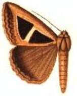 Image of Parachalciope trigonometrica Hampson 1913