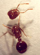 Image of Fire Ant Decapitating Flies