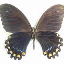 Image de Papilio bridgei Mathew 1886