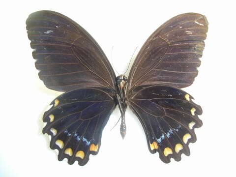 Image of Papilio bridgei Mathew 1886