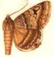 Image of Mocis alterna