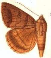 Image of Remigia antillesia Hampson 1913