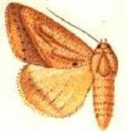 Image of Mocis diplocyma