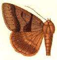 Image of Mocis disciosa