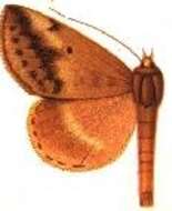 Image of Parachalciope inornata