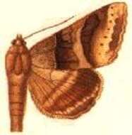 Image of Mocis trifasciata