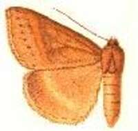 Image of Mocis undifera