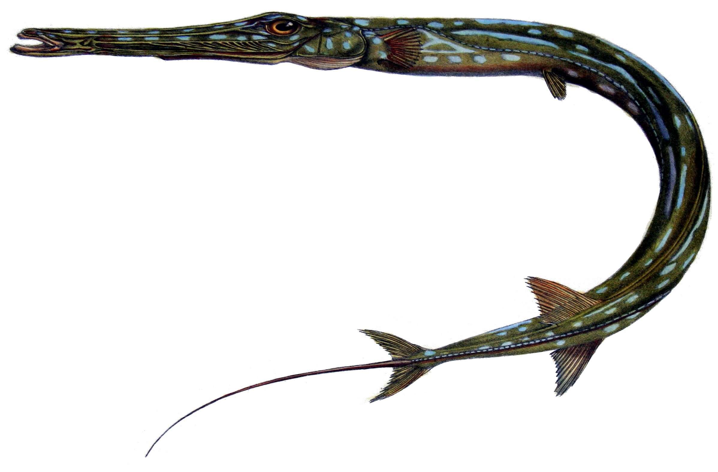 Image of Blue-spotted Cornetfish