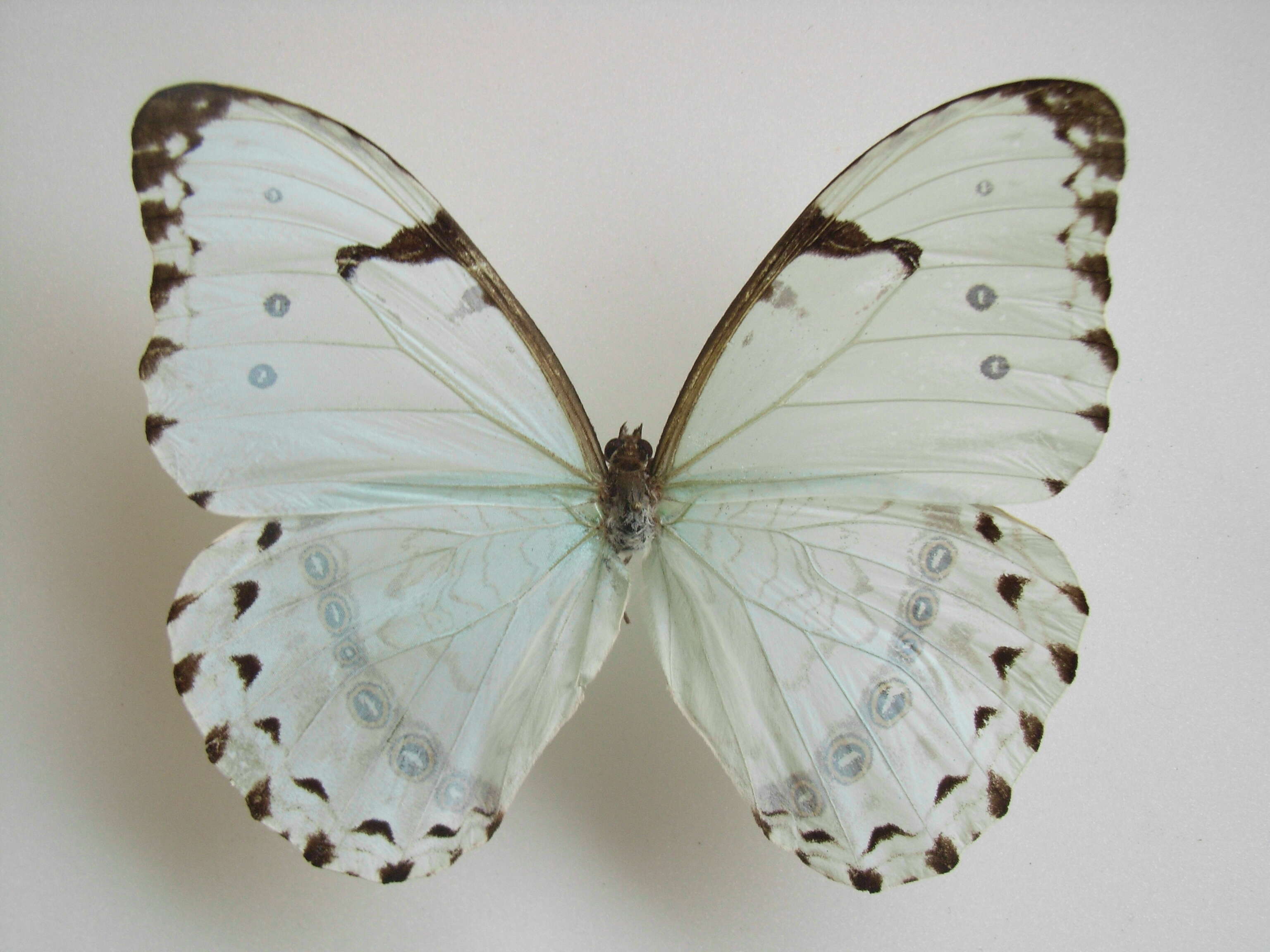 Sivun Morpho catenarius Perry kuva