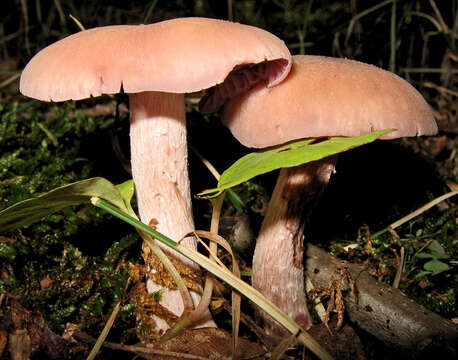 Image of Laccaria ochropurpurea (Berk.) Peck 1897