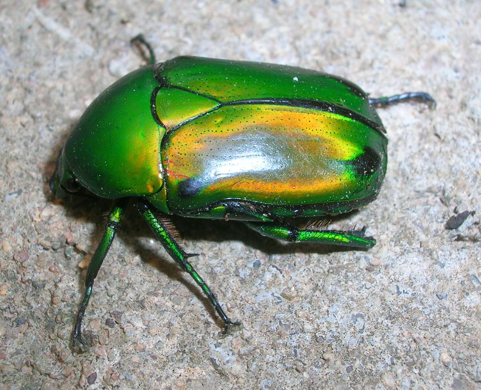 Image of Heterorhina elegans (Fabricius 1781)