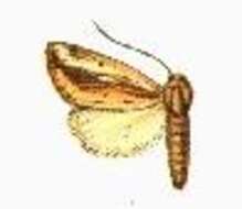 Image de Acrapex rhabdoneura Hampson 1910