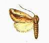 Image of Acrapex rhabdoneura Hampson 1910