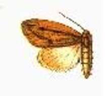 Image of Acylita distincta D. Jones 1908