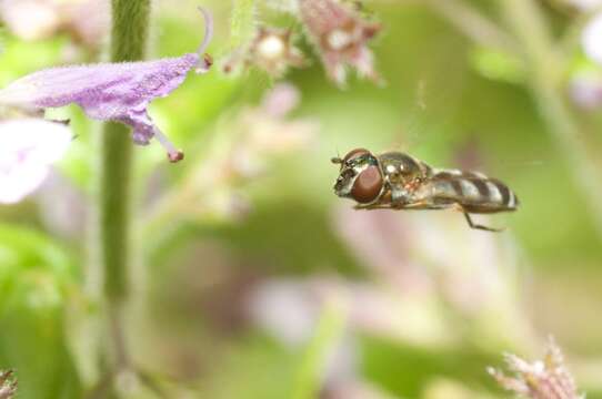 Image of <i>Platycheirus albimanus</i>