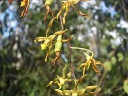 صورة Dendrobium trilamellatum J. J. Sm.