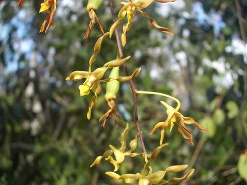 Sivun Dendrobium trilamellatum J. J. Sm. kuva