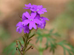 Image de Glandularia tenera (Spreng.) Cabrera