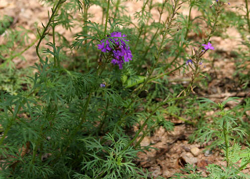 Image de Glandularia tenera (Spreng.) Cabrera