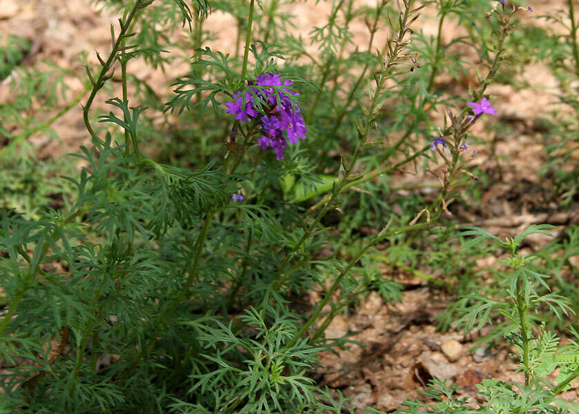 Image de Glandularia tenera (Spreng.) Cabrera