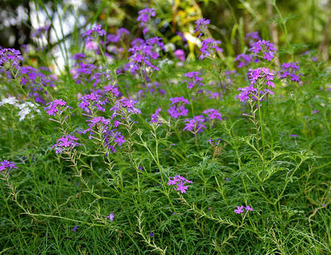 Image of South American mock vervain