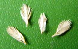 Image of Crested dogstail grass