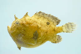 Image of Singlespot Frogfish