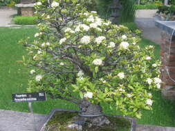 Image de Pyracantha coccinea M. J. Roemer