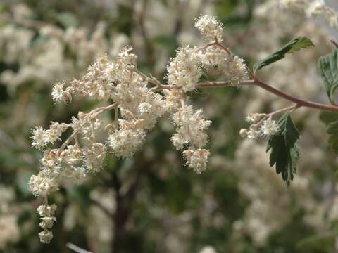 Слика од Holodiscus dumosus (Nutt.) Heller